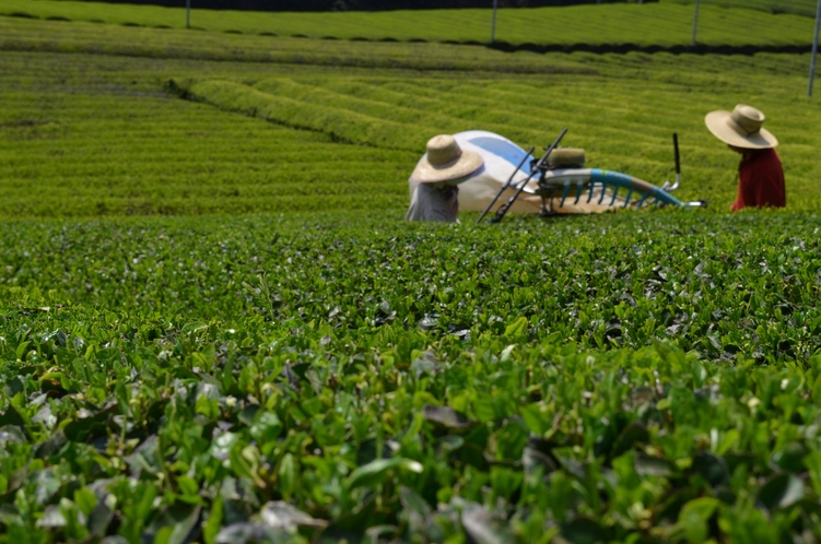茶畑収穫風景