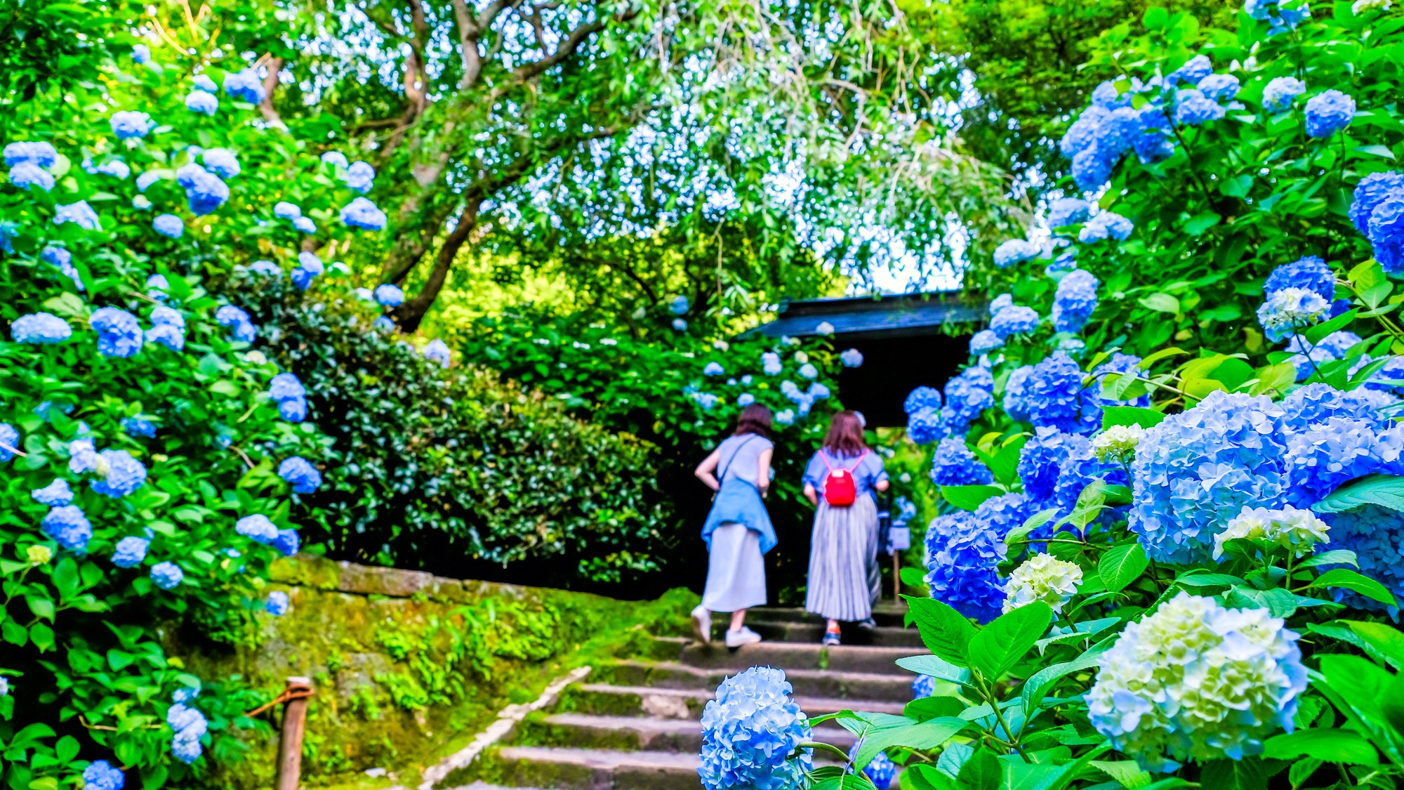 【当館から車で20分】「あじさい寺」として知られ、美しい庭園と丸窓が有名（初夏はアジサイ）「明月院」