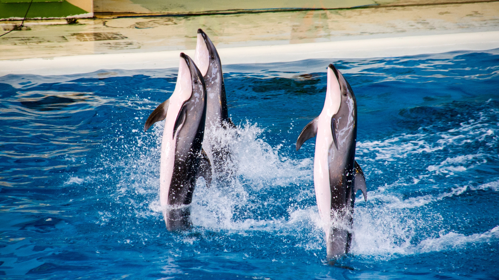 【当館から車で30分】水族館とアトラクションが融合した海のテーマパーク「横浜・八景島シーパラダイス」