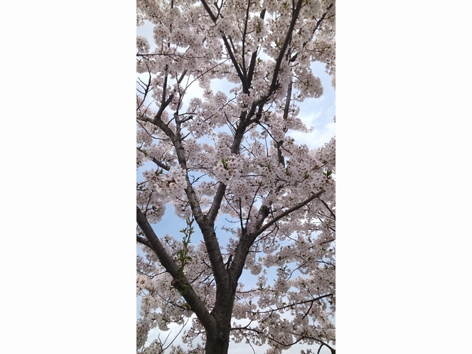 ４月　桜