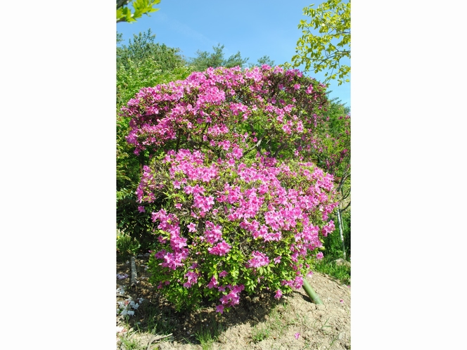 ５月には、敷地内に沢山のツツジの花が咲き誇ります