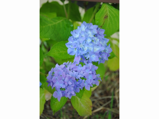 ６月　紫陽花