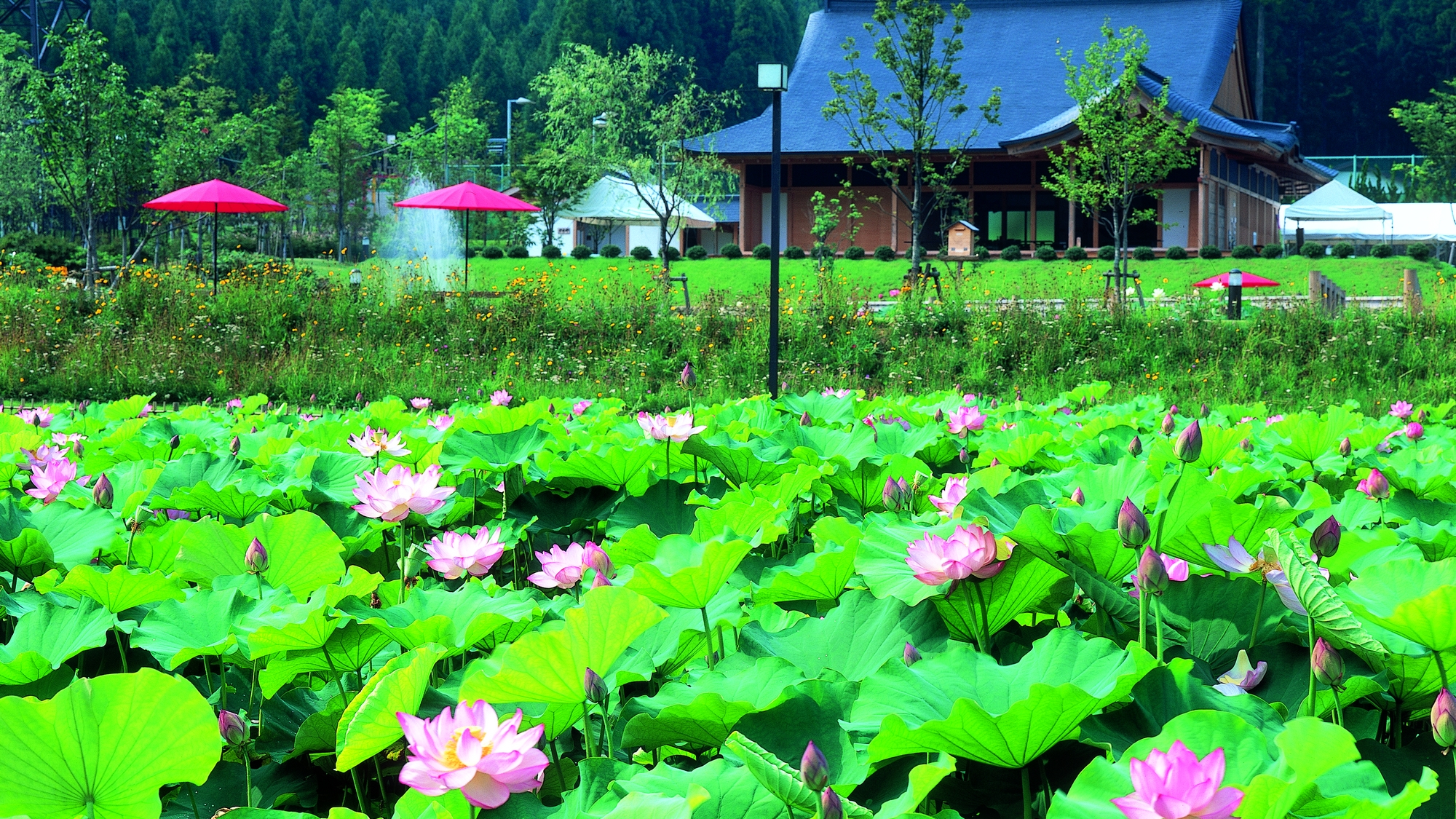 南越前町の花はす公園では7～8月になると世界の花はす約130種が咲き誇ります。