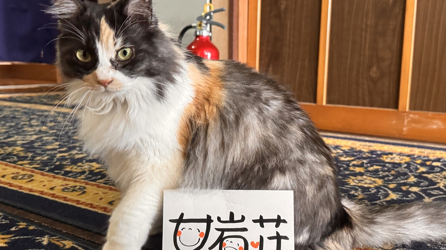 【直前割】【B味自慢コース】スタンダード♪氷見港直送の旬 富山名物の美味しいものを満喫《平日限定》