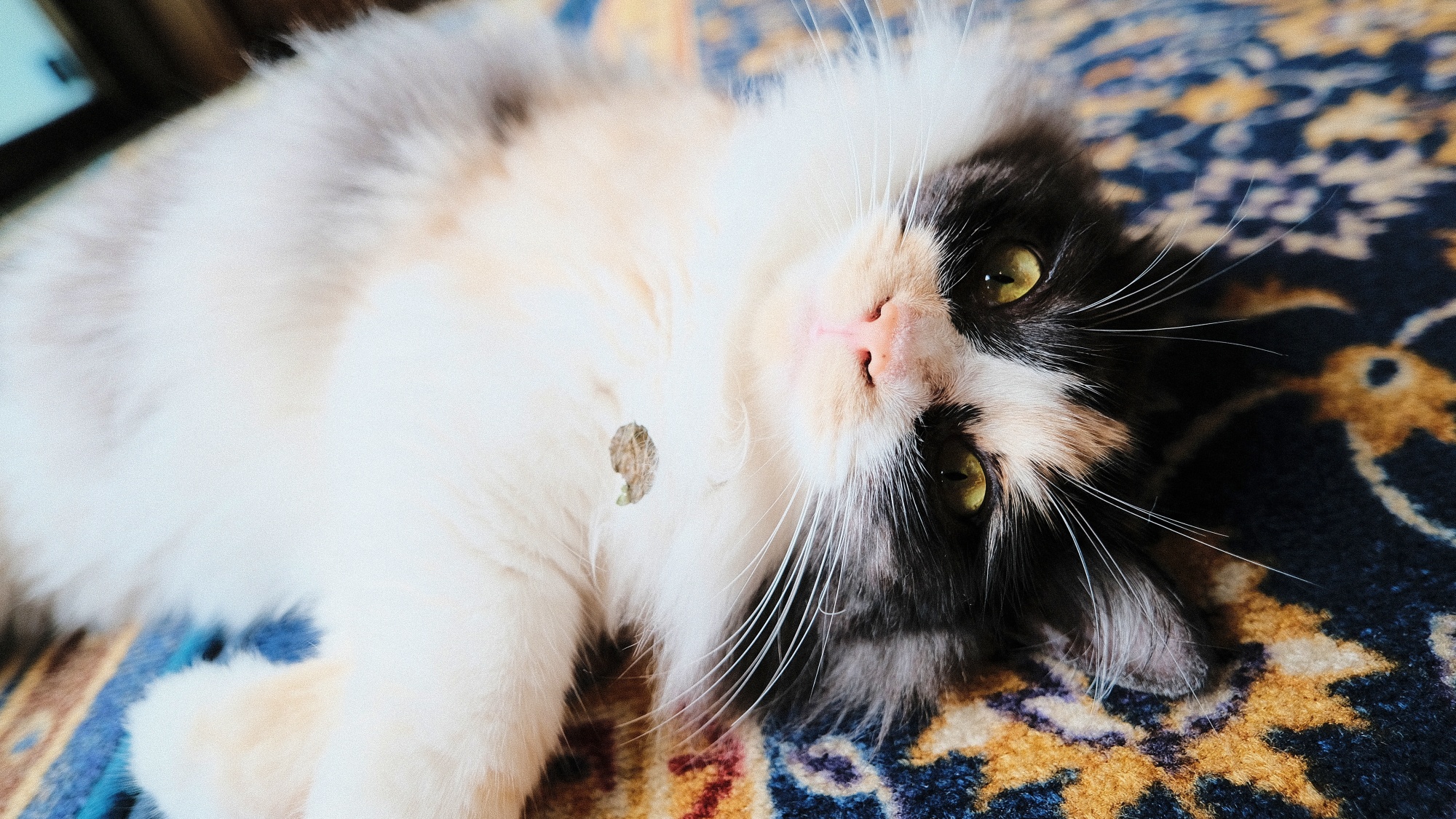 看板猫まめもお待ちしております♪