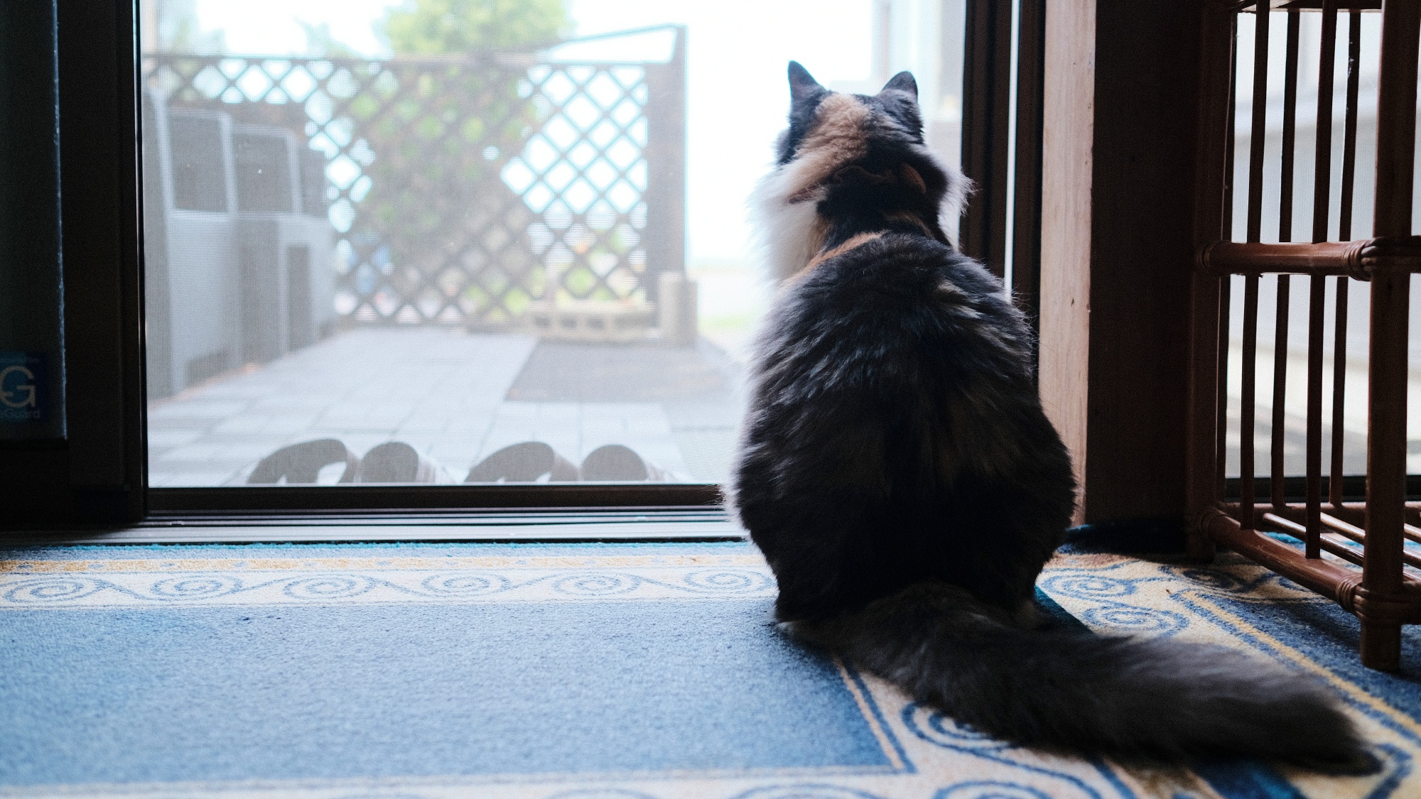 看板猫まめもお待ちしております♪