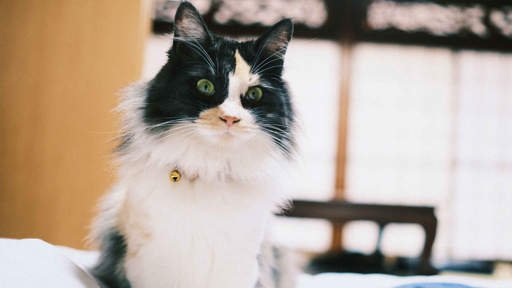 看板猫まめもお待ちしております♪