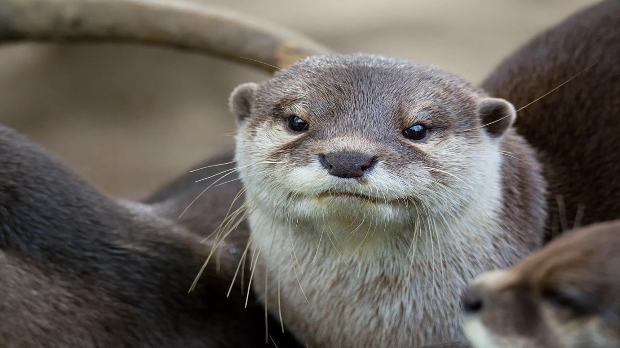 干潟の動物園！アニマルリゾート・ＮＯＡＨ　入場券付プラン