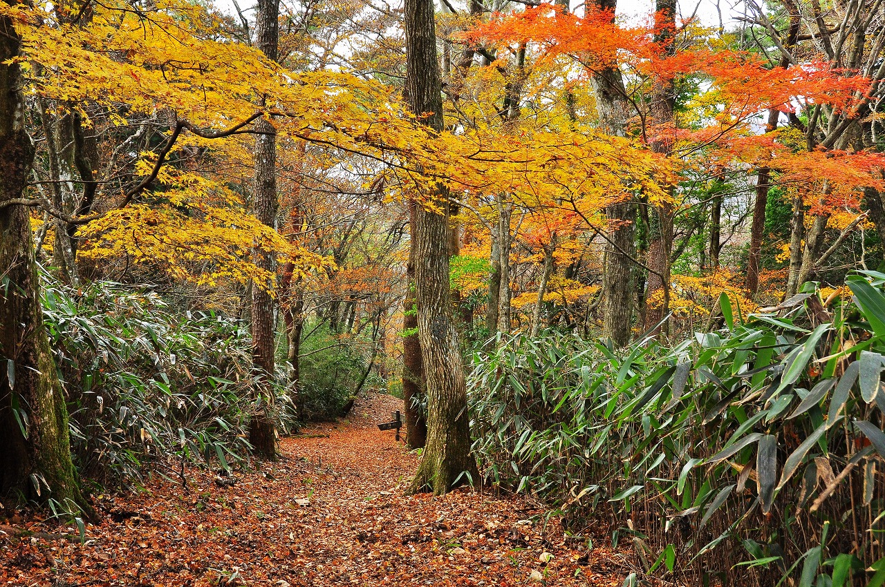 箱根　宮ノ下の紅葉