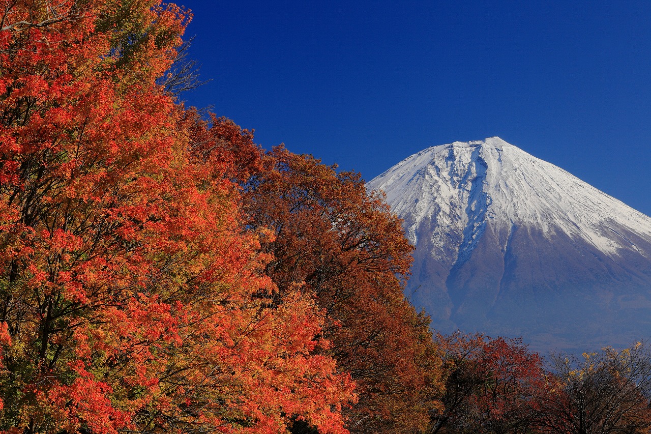 箱根の紅葉