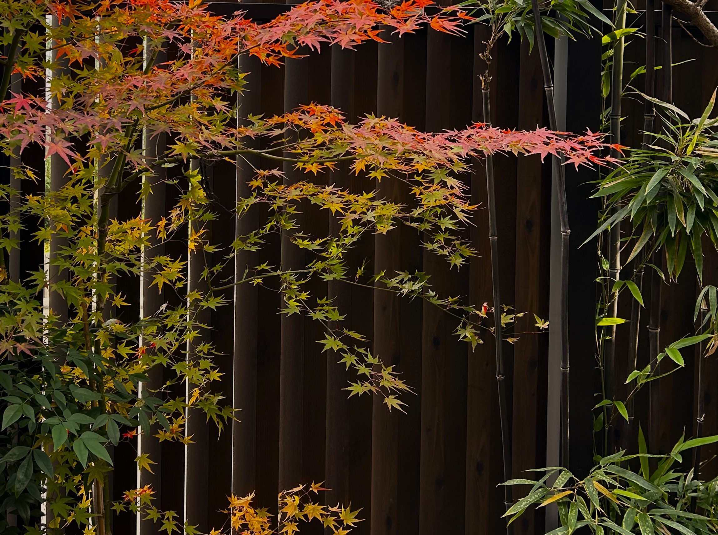 【テラス風景】秋
