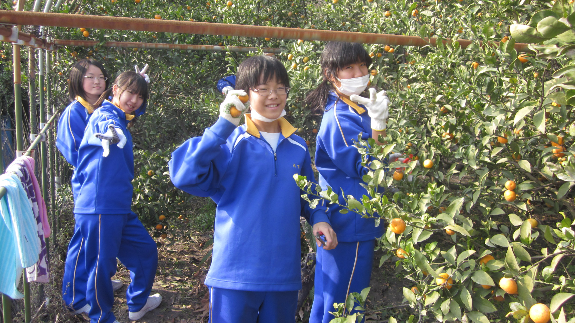 小みかん狩り★小ぶりで小さいですが甘いです！