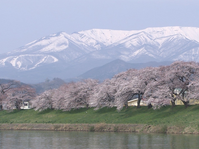 白石川と桜並木