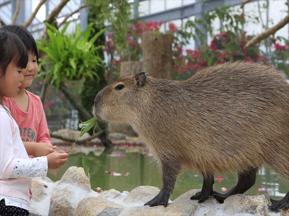 【雨の日でも安心！！動物と近くで触れ合える！！】神戸どうぶつ王国入園券付きプラン　素泊まり