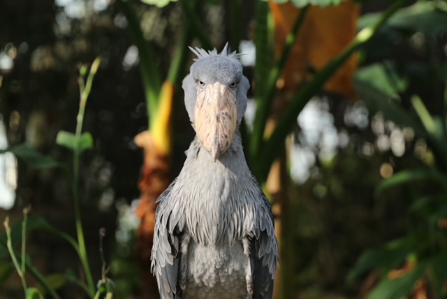 【雨の日でも安心！！動物と近くで触れ合える！！】神戸どうぶつ王国入園券付きプラン　素泊まり