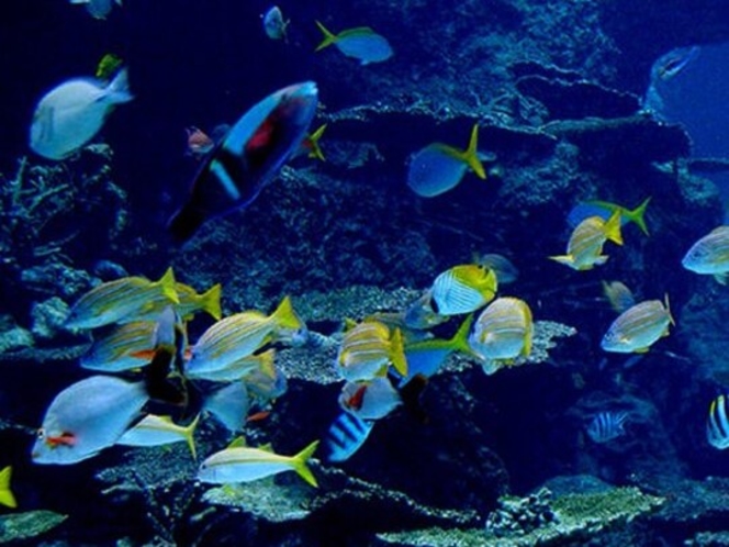 美ら海水族館【車で5分】