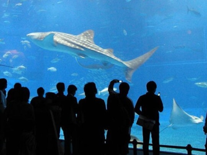 大人気の美ら海水族館【車で約5分】