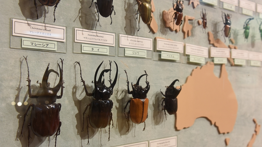 *【かぶと・くわがたわくわく館】多数の昆虫標本を展示