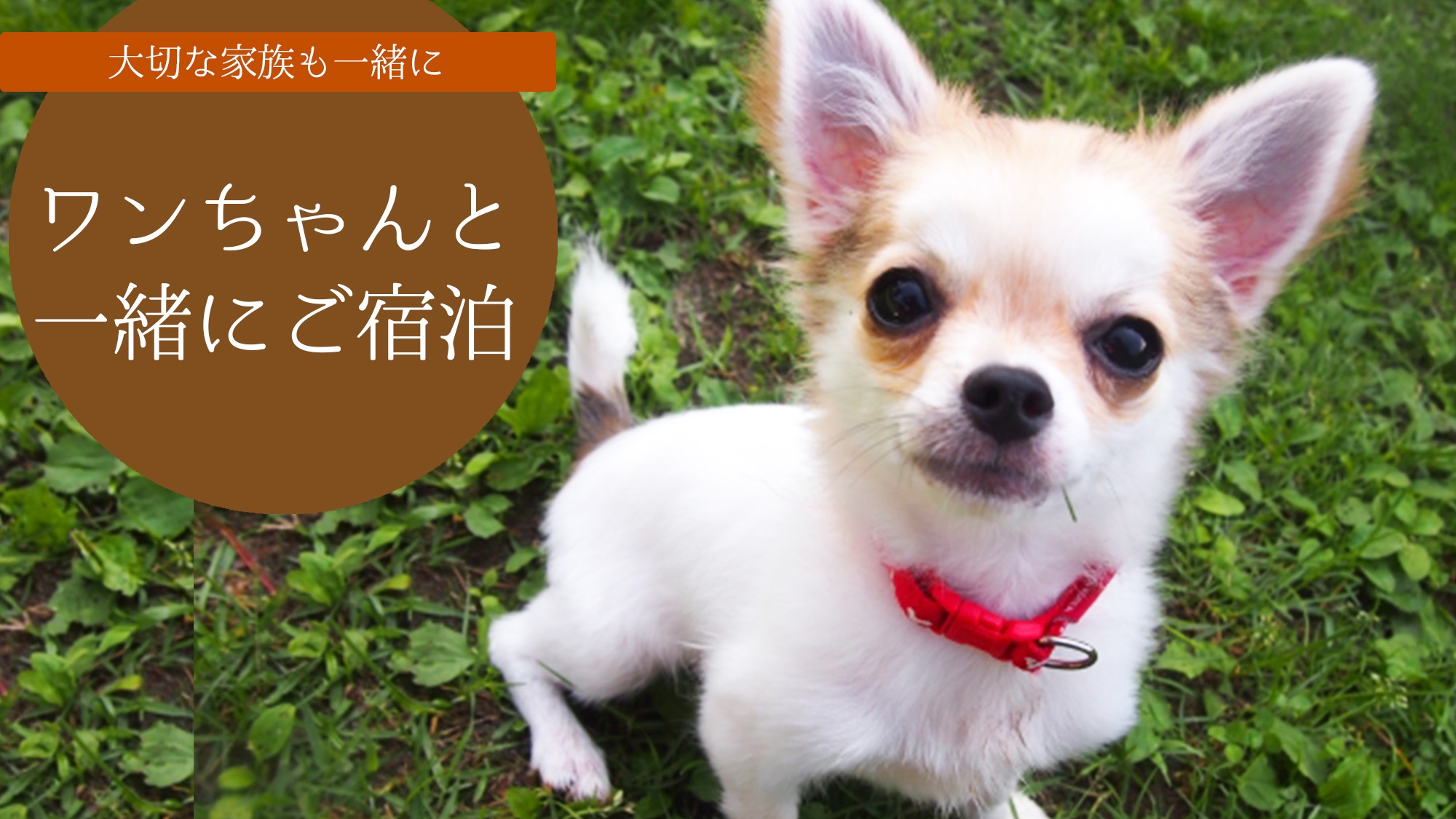 【禁煙】洋室10畳<ワンちゃんと一緒に泊まれるお部屋>