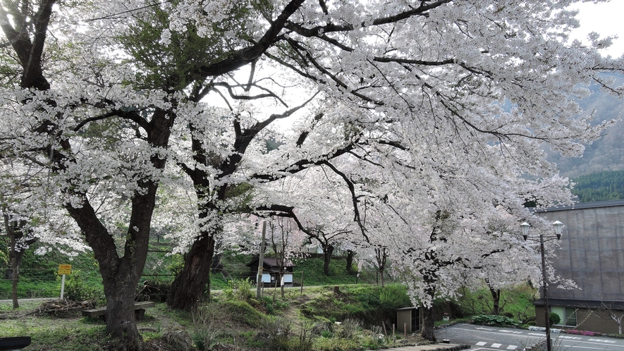 *湯野上温泉駅／駅周辺、春は桜が美しいことでも有名。
