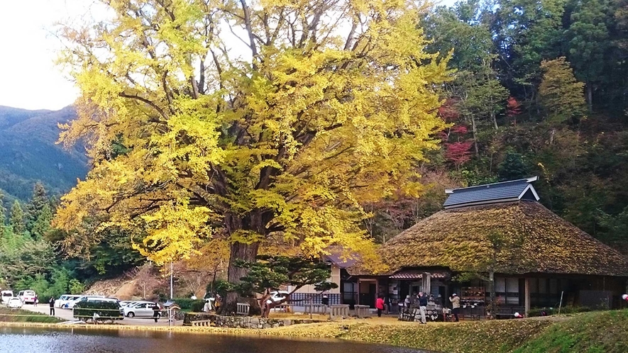 【金言寺】立派な大イチョウがあるお寺です。※車で25分