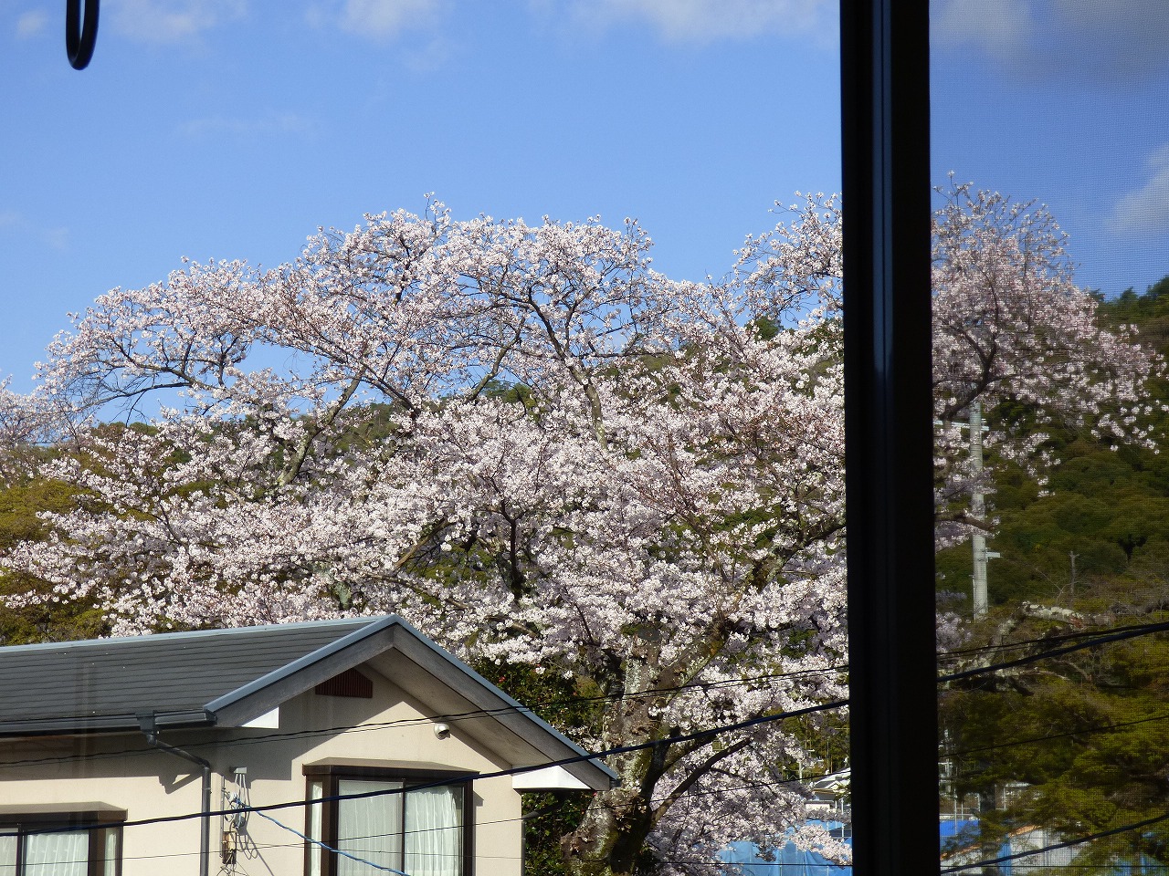 部屋から見える桜