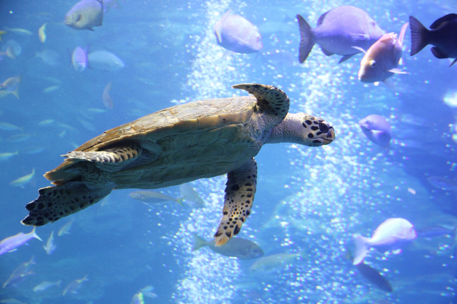 京都水族館　車で20分　7㎞