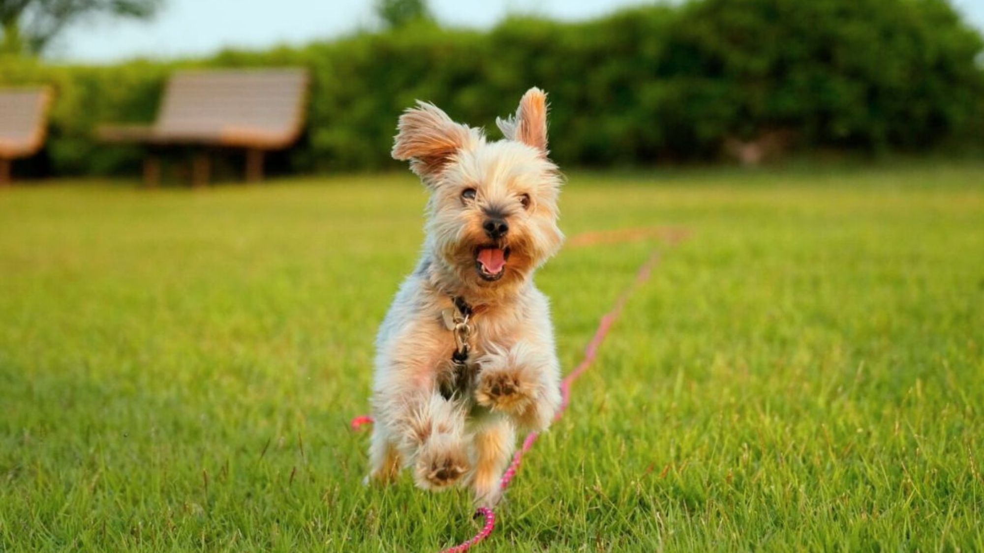 【ドッグランルーム】気軽に素泊まり！チェックイン23時まで可能♪若返りの湯とサウナでリフレッシュ