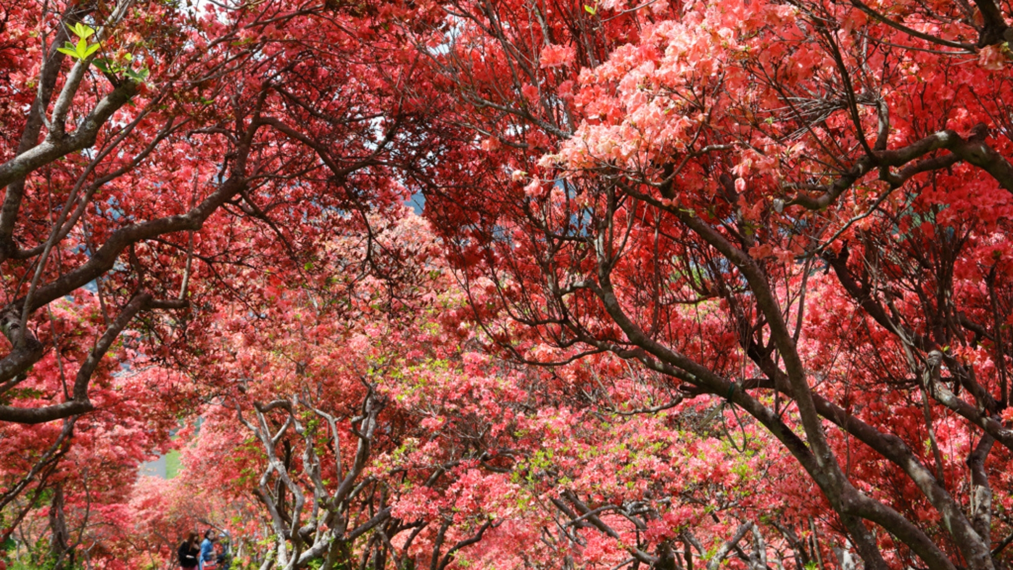 【風呂山公園の山つつじ（塙町）】4月下旬から5月上旬にかけて山つつじが真っ赤に咲き誇ります。