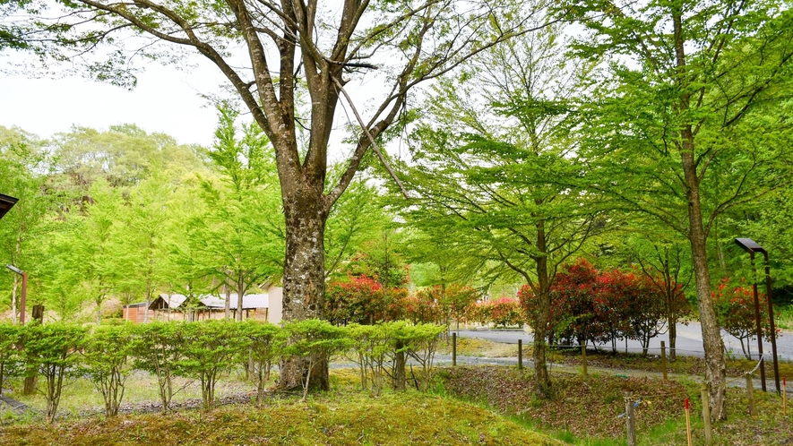 【オートキャンプ場】キャンプ用品もレンタルしております。