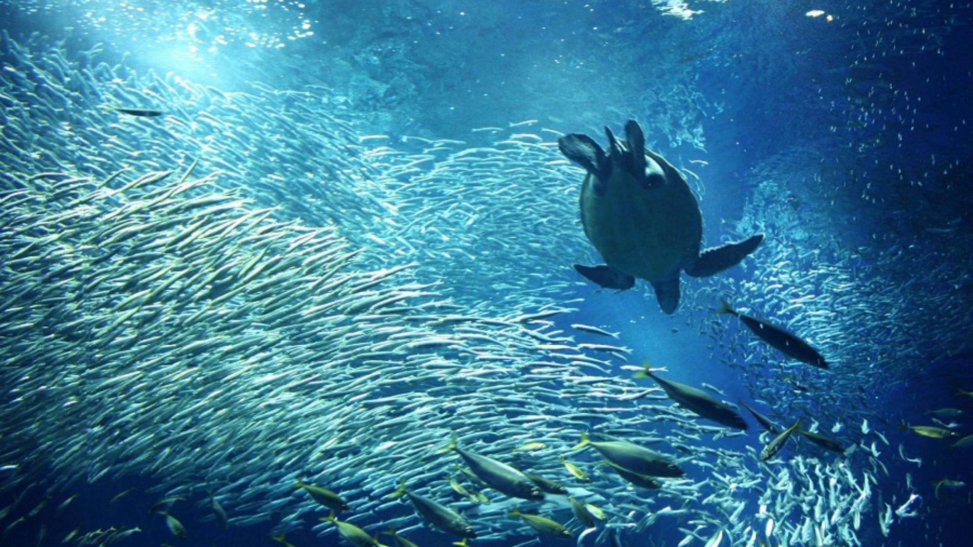 【アクアワールド茨城県大洗水族館 】茨城方面ならこちらへ。日本トップクラス規模の水族館