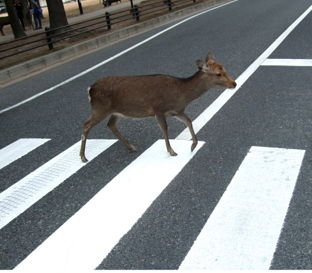 横断歩道を渡る鹿