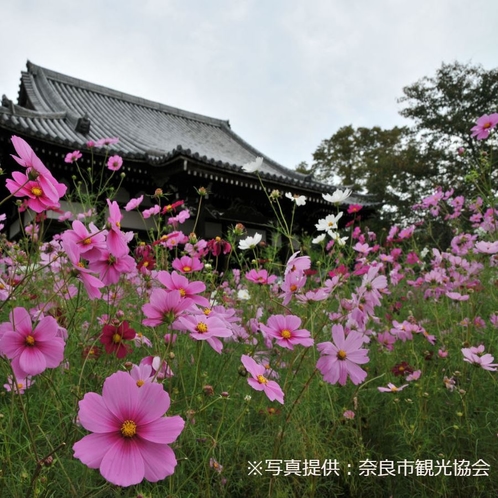 【般若寺】境内には35種類15万本ものコスモスが咲き誇る。（9月中旬～11月中旬が見ごろ）