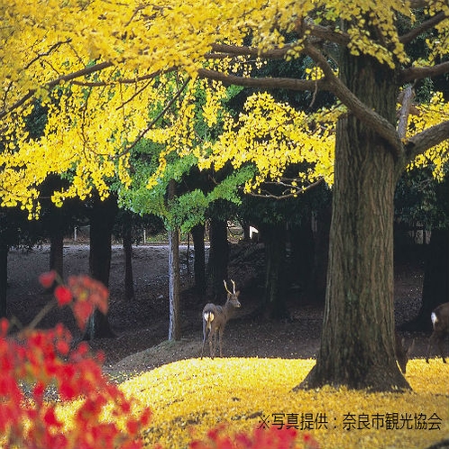 【奈良公園】モミジやイチョウなど多種類の紅葉を楽しむことができる。（11月上旬～12月上旬が見ごろ）