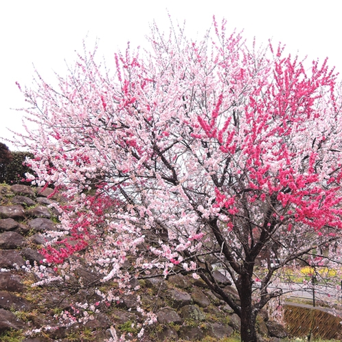 *【周囲の景色】春には花見をお楽しみいただけます