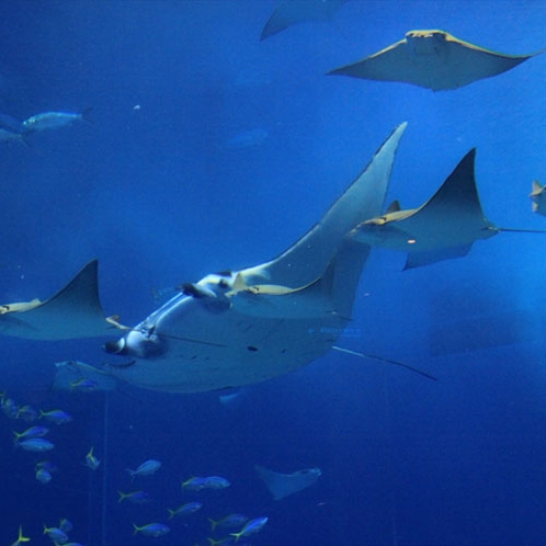 沖縄を代表する人気スポット「美ら海水族館」大きなトビエイ
