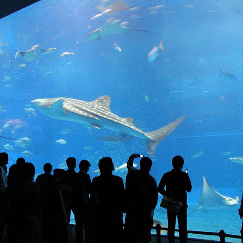 美ら海水族館大水槽（車で約90分）