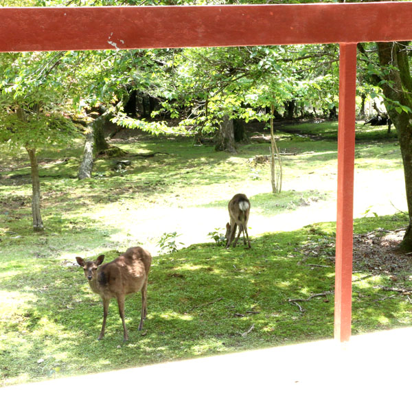 【庭】窓から望む鹿たち♪