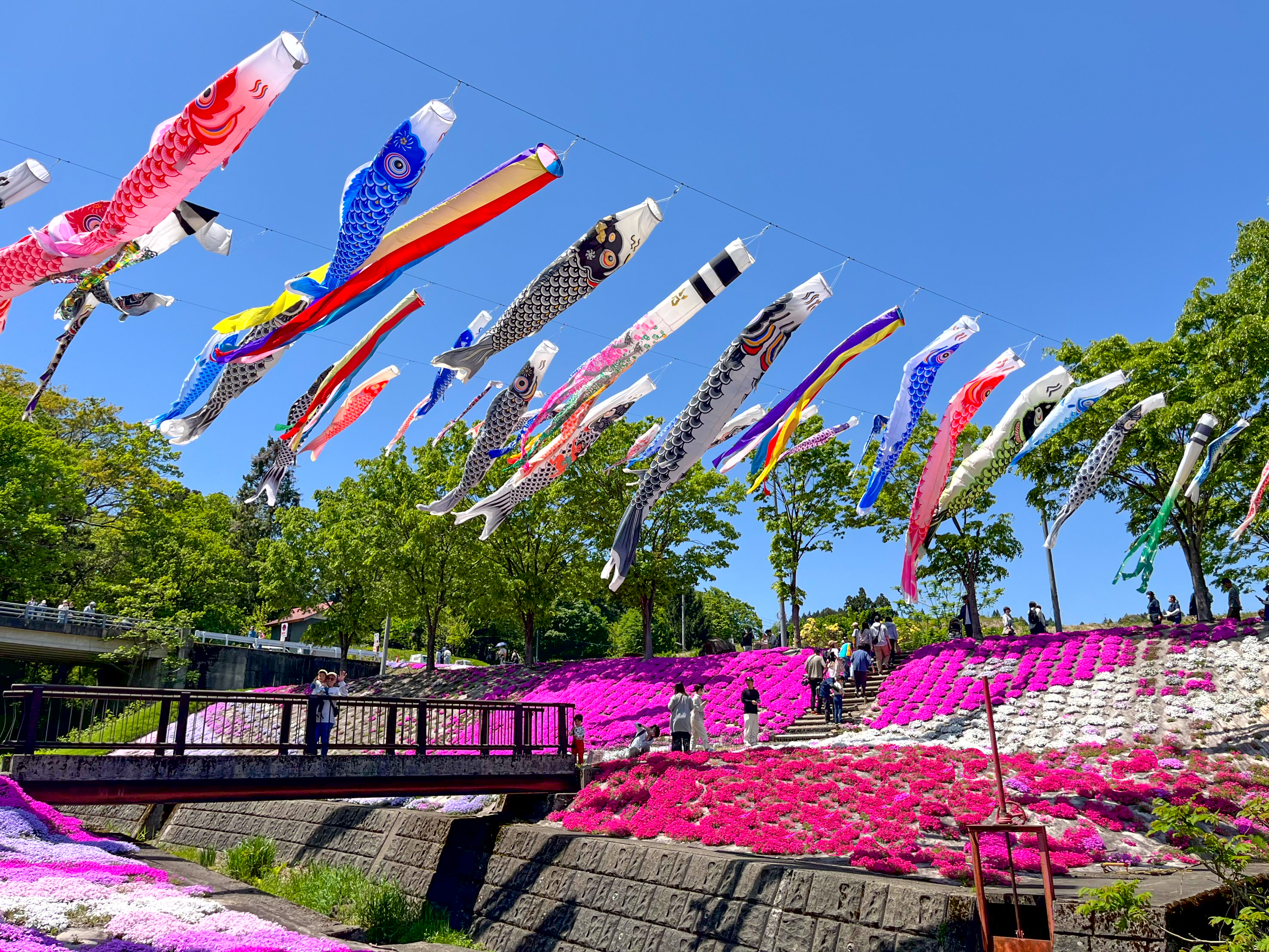 いたくら芝桜まつりinやすらぎ荘　西側