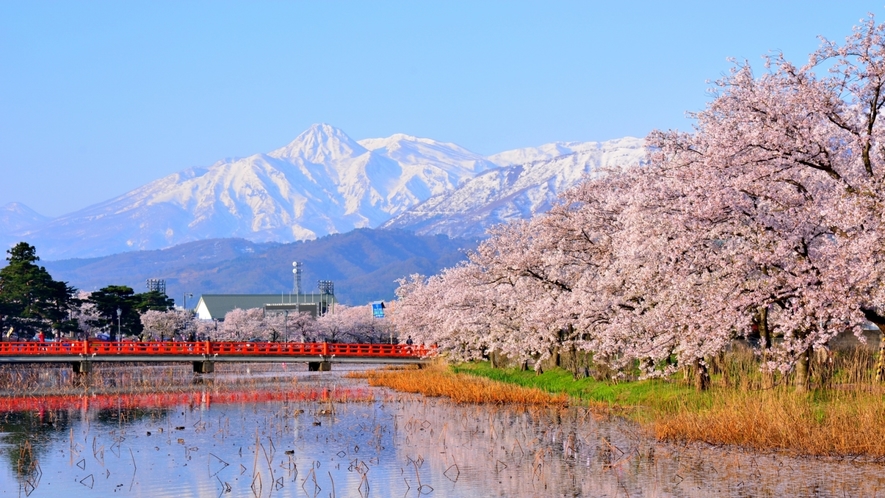 高田公園　桜鑑賞の拠点に♪