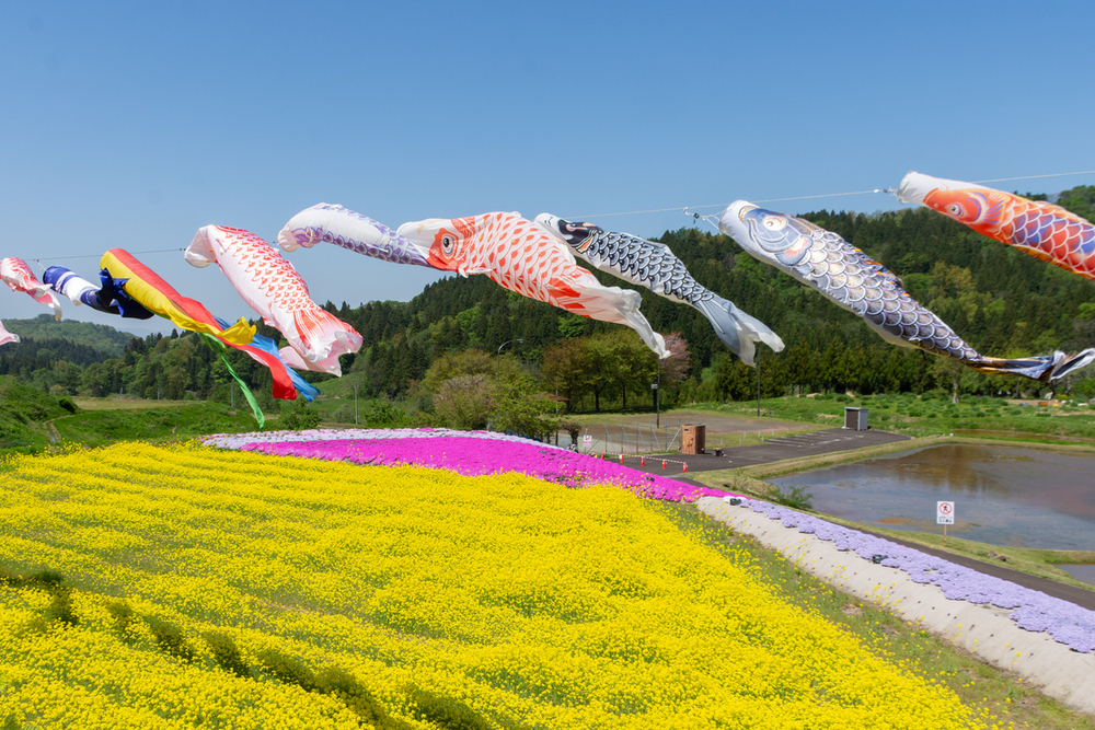 菜の花とこいのぼり