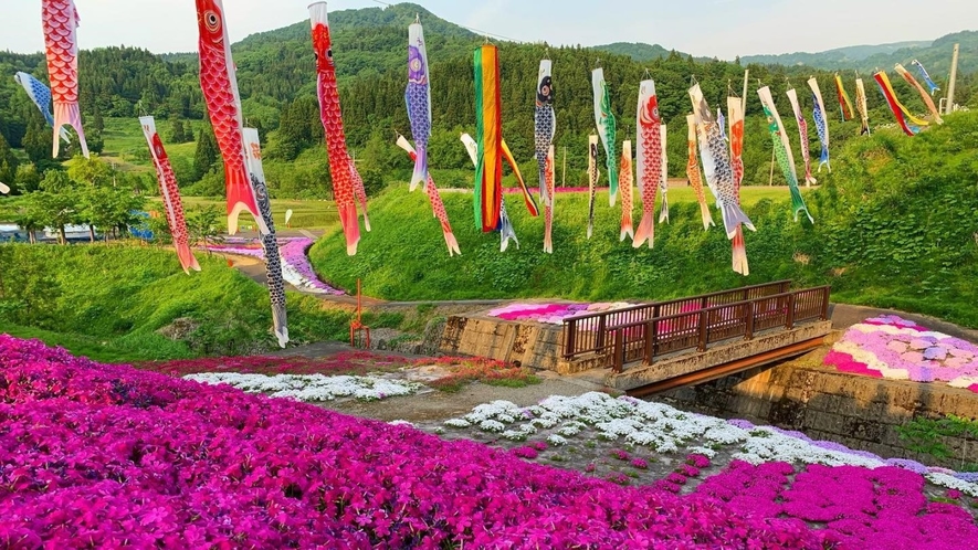 美しい芝桜×鯉のぼりのコラボ！