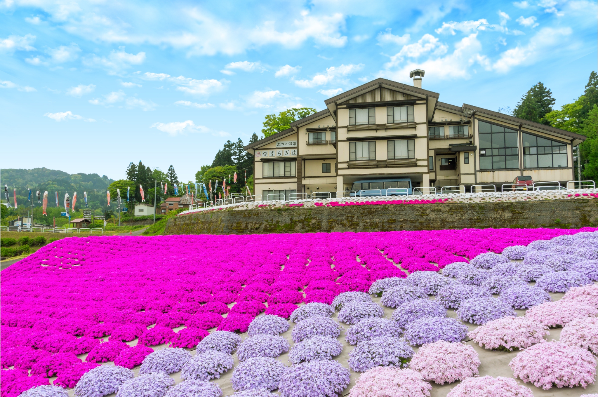 いたくら芝桜まつりinやすらぎ荘　北側