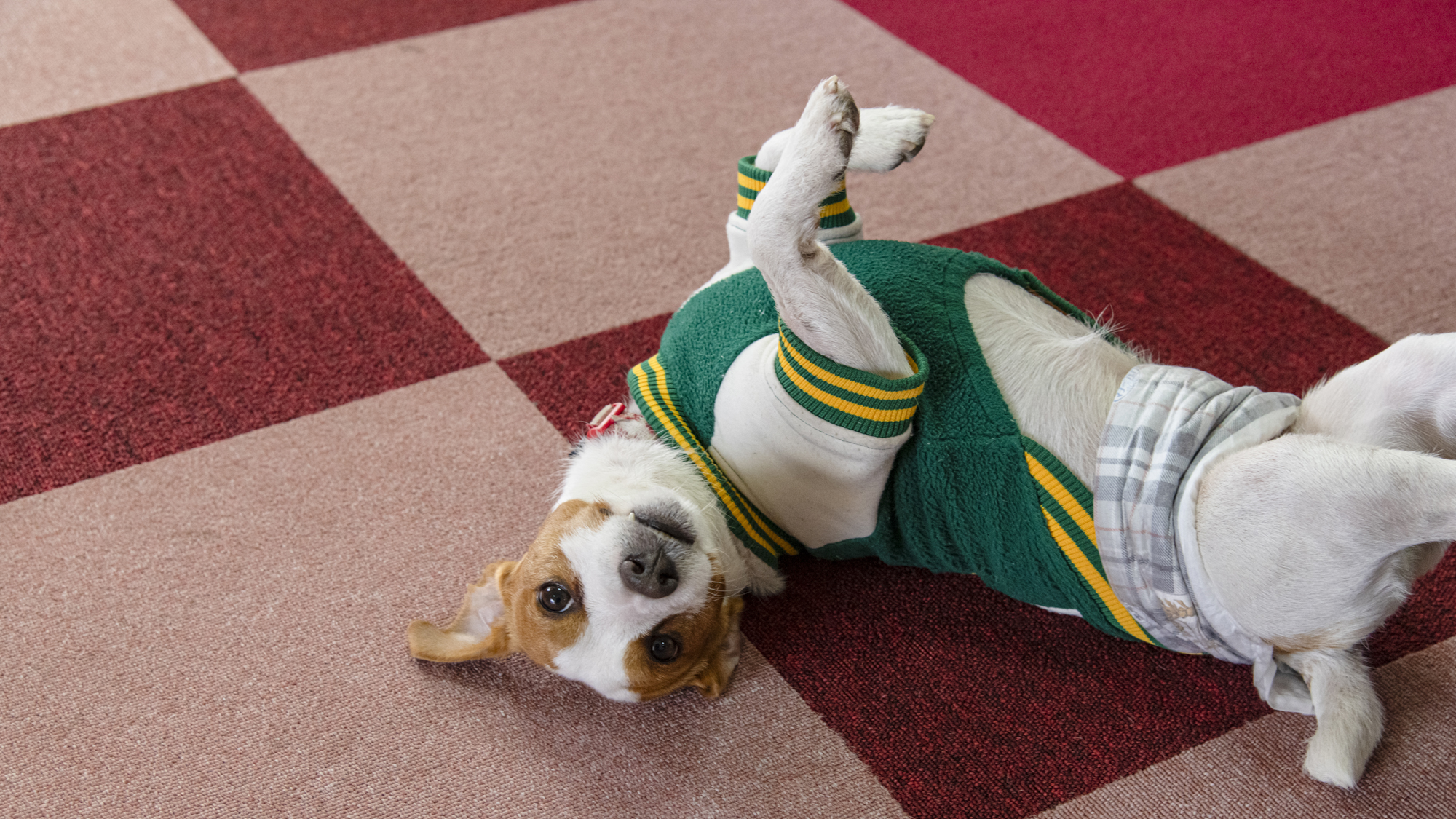 【当館の癒し♪】看板犬がお出迎え。アットホームな滞在を♪