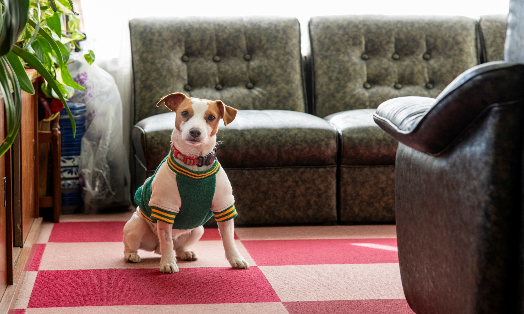 【当館の癒し♪】看板犬がお出迎え。アットホームな滞在を♪