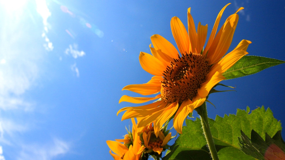 【海水浴・夏休み】スタンダード★伊勢海老＆鮑＆舟盛り！新鮮な魚介類をご提供♪