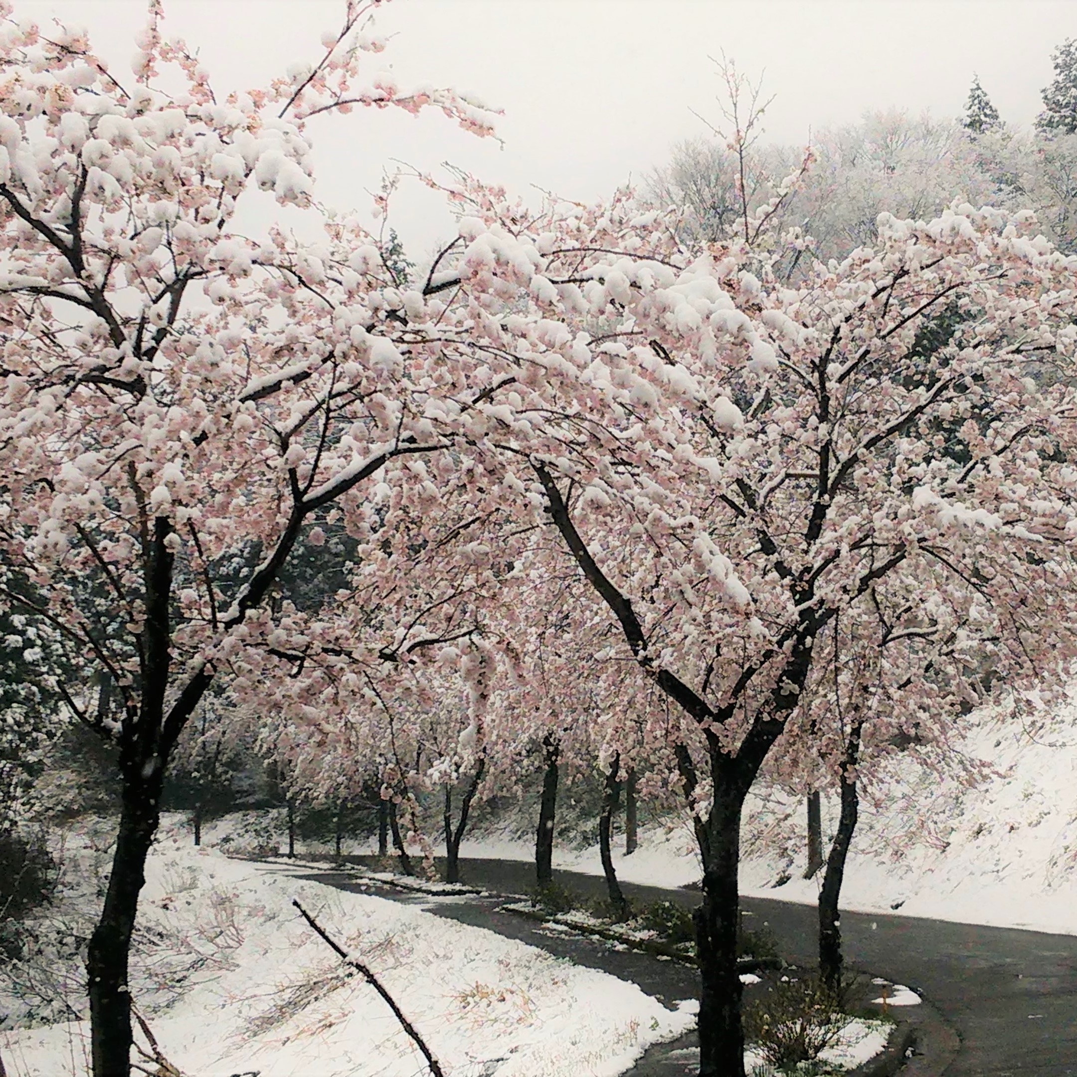 桜と雪