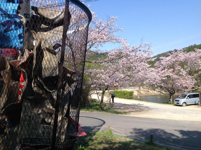 ゴミ箱アート付近の桜！