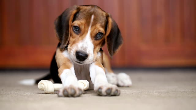 ドッグフレンドリープラン｜大切な愛犬と一緒に