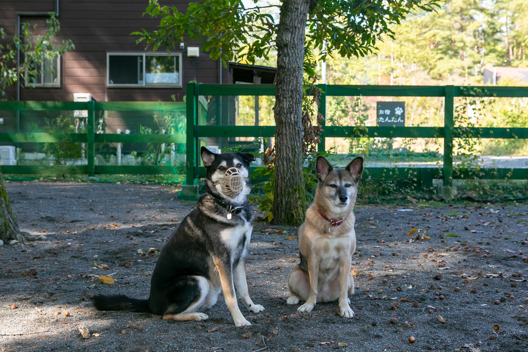 【1泊２食付】お部屋もダイニングも愛犬と一緒。安曇野の自然と天然貸切温泉を満喫。